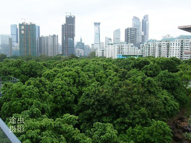 深圳市树