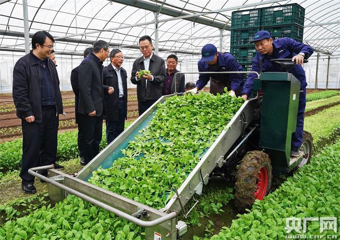 上海蔬菜集团